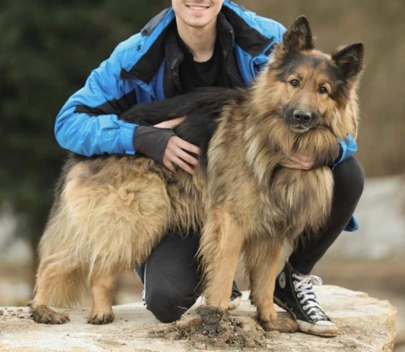 Piesek około 6 lat