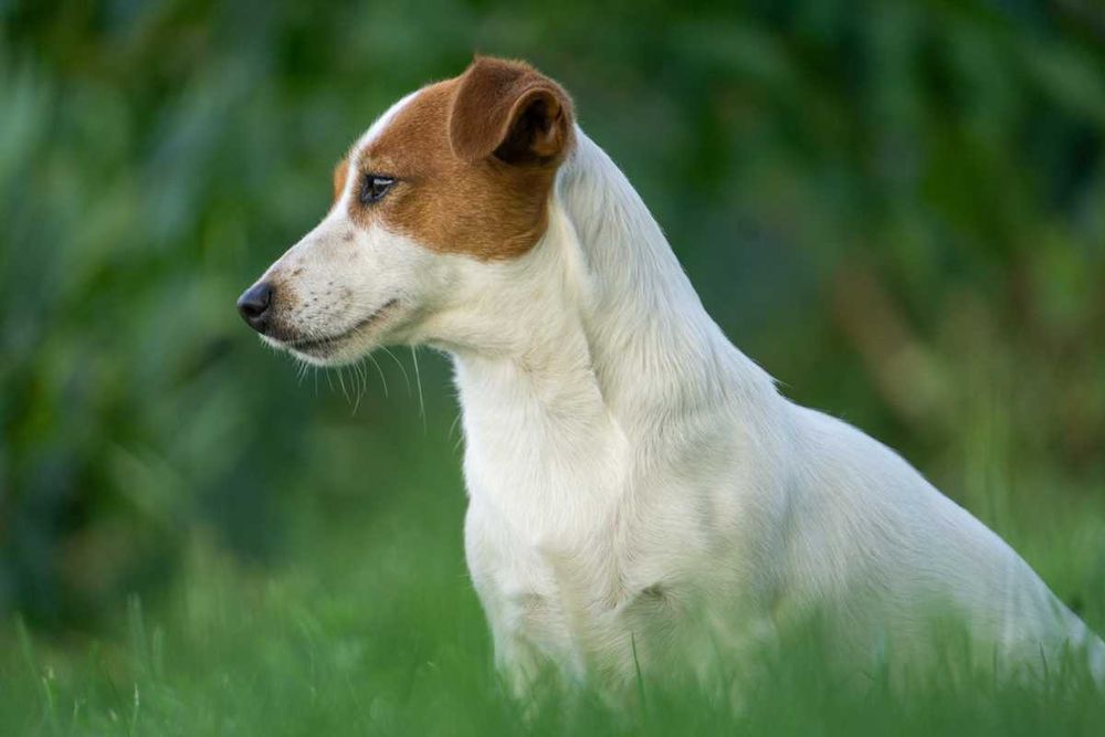 Jack Russell Terrier ZKwP FCI suczka w.krótki