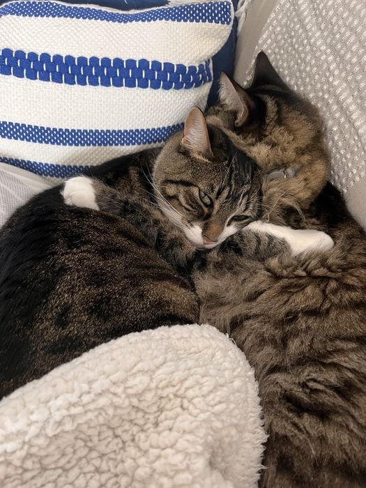 Pet sitting & Home care Lisboa/Telheiras