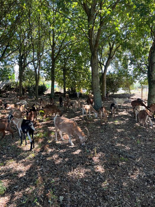 Cabras e cabritas b4