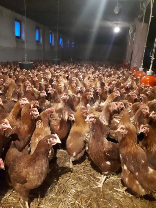 Kury nioski młode Rosa Messa z własnej hodowli Dowóz Gratis