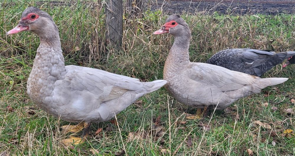 Инкубационное яйцо индоутки тяжелой немецкой линии (серебро)