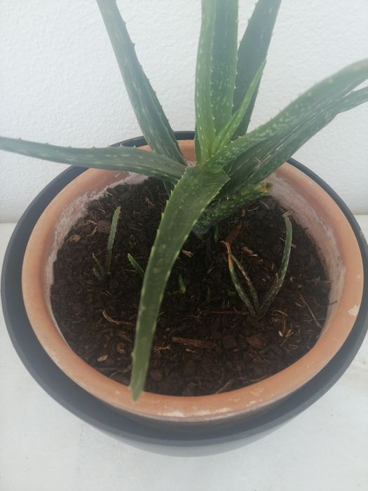Planta - Aloe Vera com 30 cms de altura
