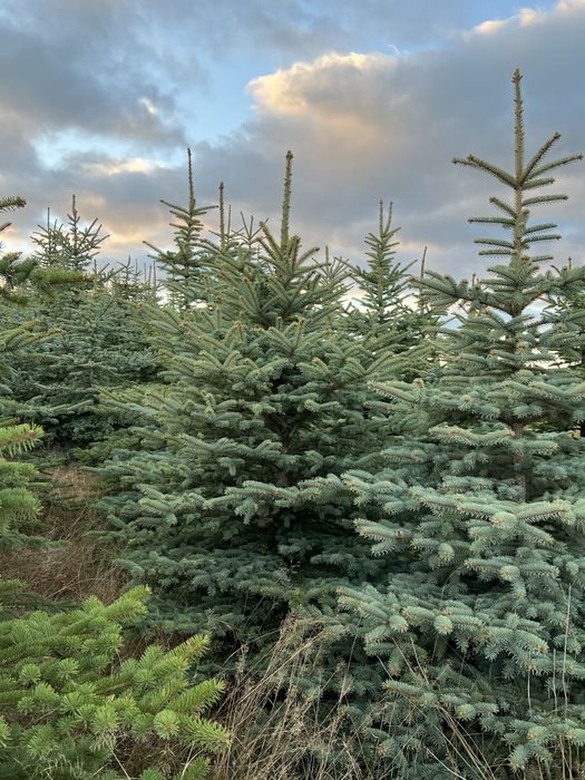 ŚWIERK SREBRNY – Piękne choinki na Święta Bożego Narodzenia!