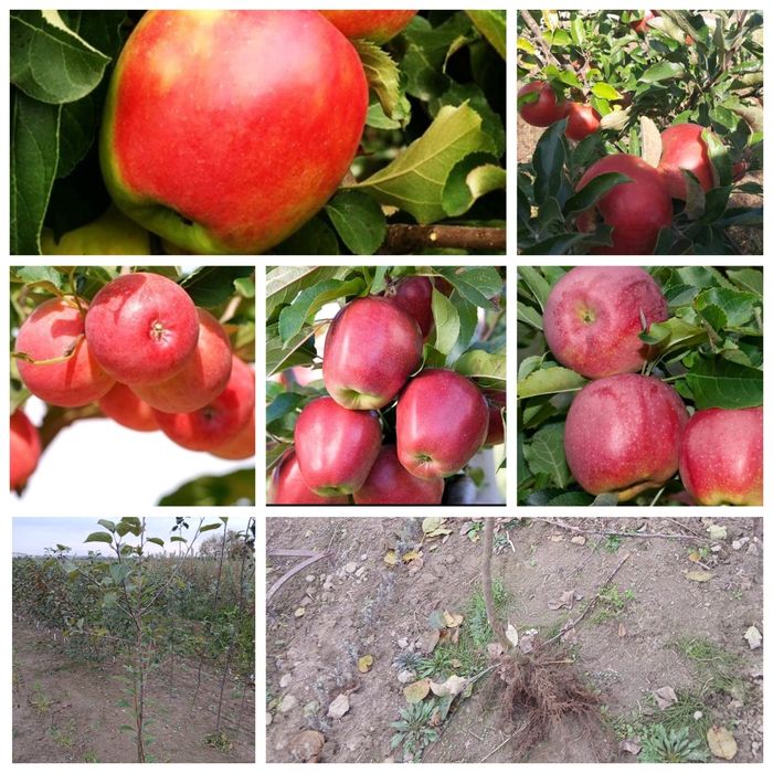 Саджанці яблуні флоріна, еліза, донешта, малинівка, вільямс прайд,