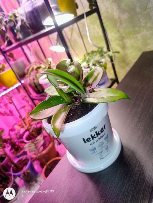 Продам Хойя мясиста