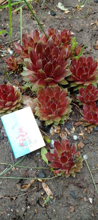 Молодило 8 сортов.Ирис карлик