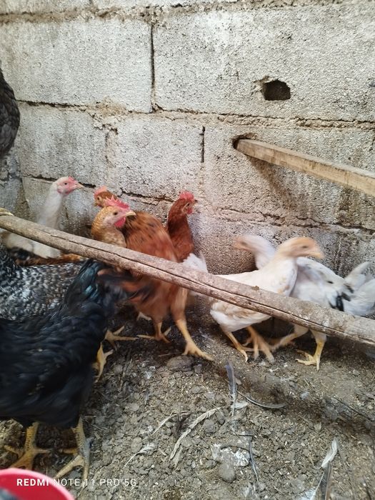 Galinhas dos ovos azuis e ovos verdes