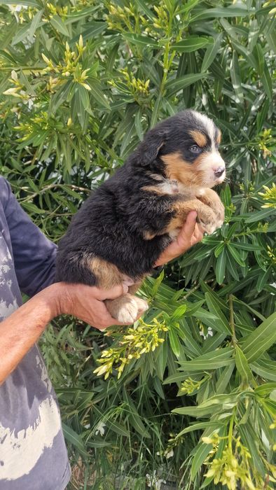 Bouvier Bernois disponível para reserva