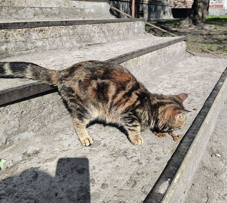 Отдам добрые руки