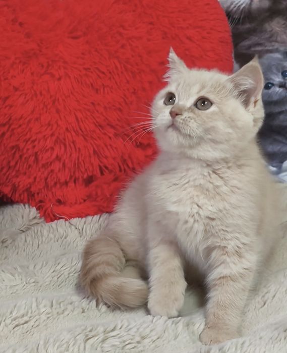 Котята. Кошенята. Котики