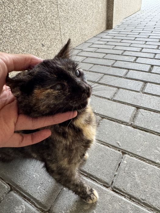 Gatinho para Adoção