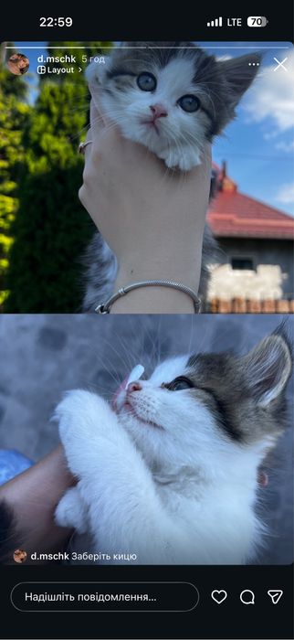 Кошеня в добрі руки