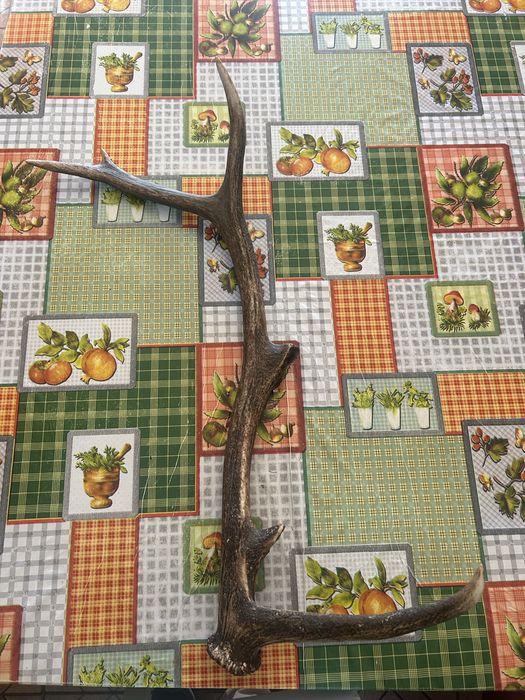 Corno de veado natural