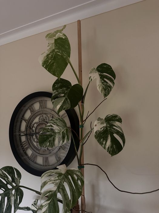Monstera albo variegata XXL