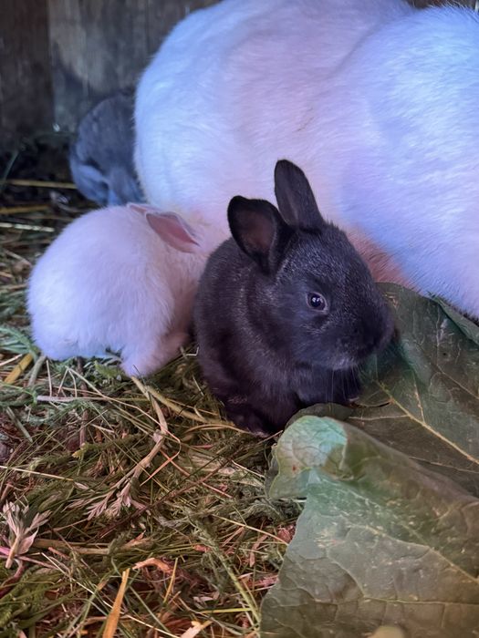 Живі кролі -договірна ціна