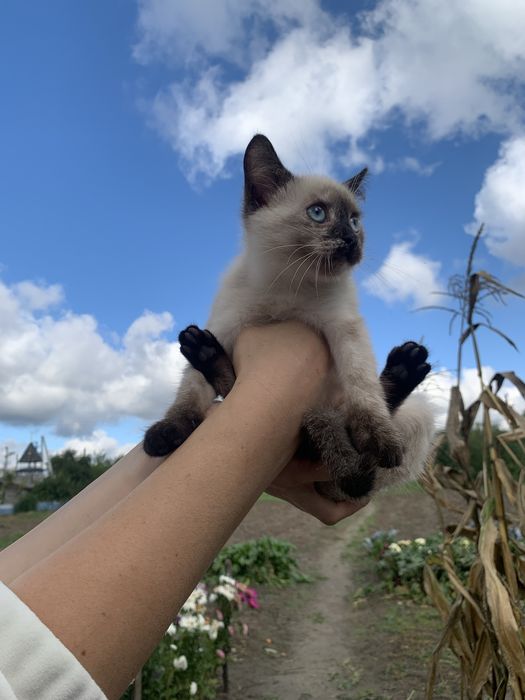 Кошеня киця сіамська
