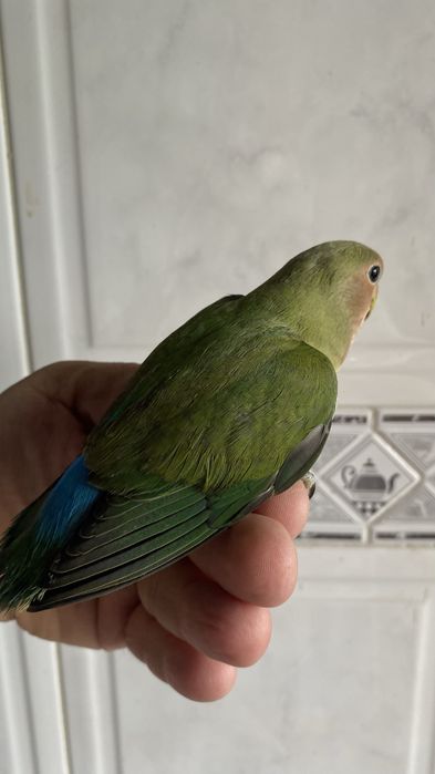 Agapornis domesticado