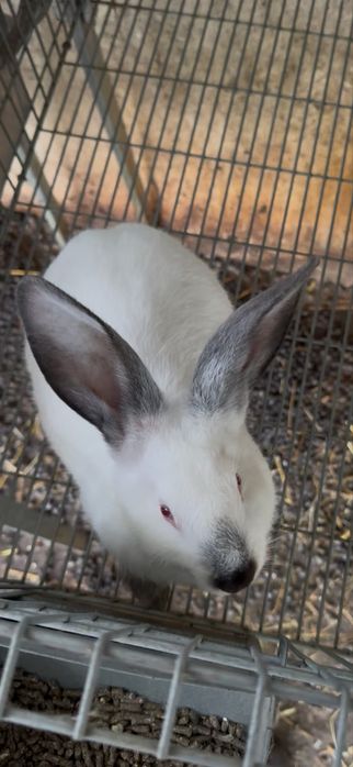 Vendo coelhos de raça pura california