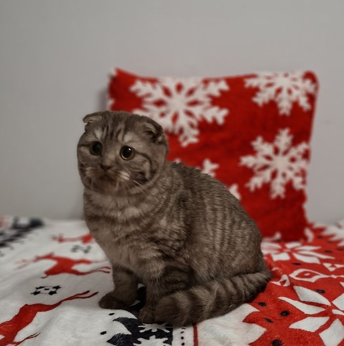 Kotka szkocka dostępna