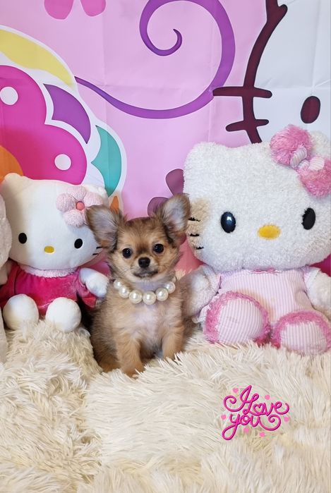 chihuahua Fêmea miniatura pêlo comprido c Pedigree e afixo