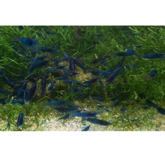 Krewetki Blue Velvet – Intensywny błękit/granat