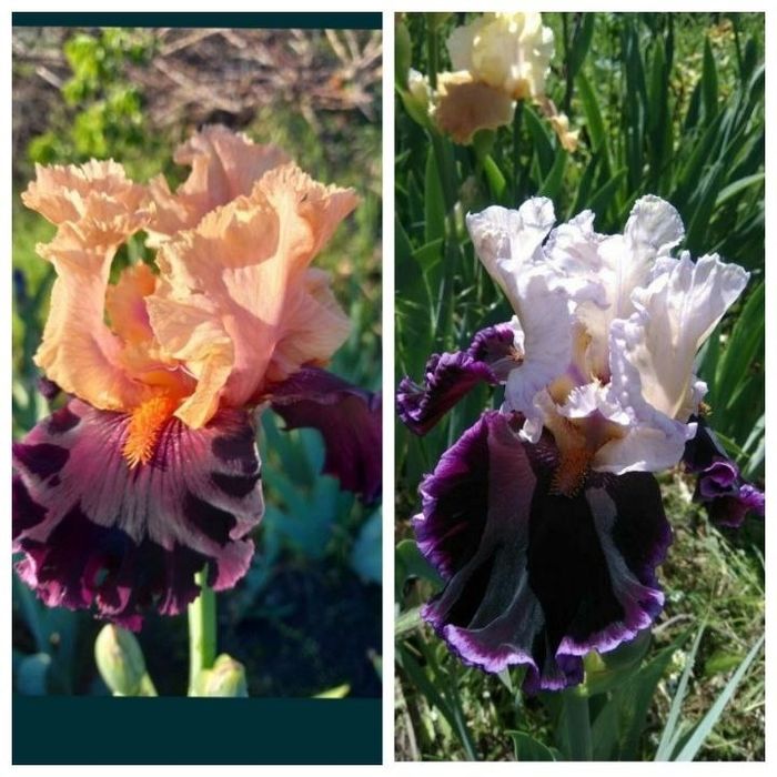 Набор ирисов 15 сортов