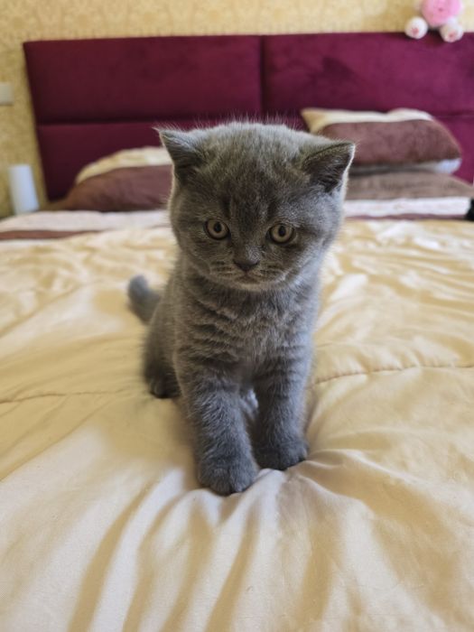 Gatinho Scottish straight