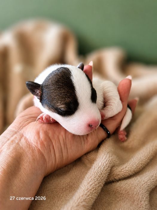 Jack Russell Terrier ZKwP gładkowłose szczenięta