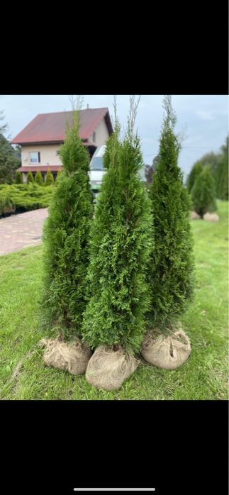 Tuja Szmaragd 150-160 DOSTAWA | SADZENIE (120/130/140)Tuje Thuje Thuja