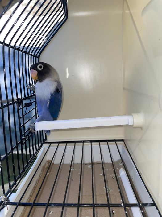 Agapornis Personatas