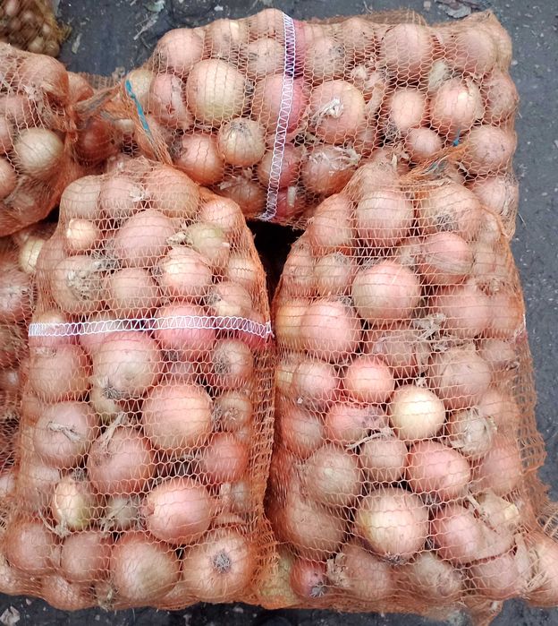 Cebula Sprzedam cebulę 5 +, worek 15 kg