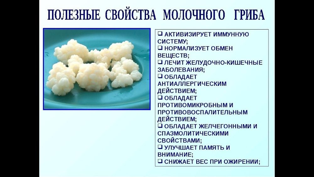 Тибетский молочный гриб (кефирный)