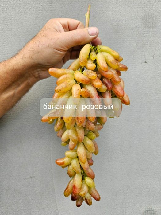 Продам черенки винограду