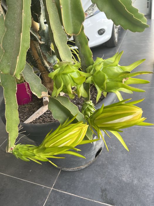 Mudas de pitaya autopolinizantes e autoferteis