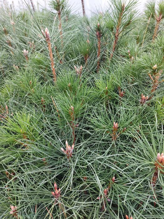 Sosna czarna sadzonki