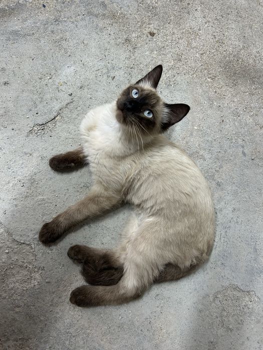 Gatinho para adocao