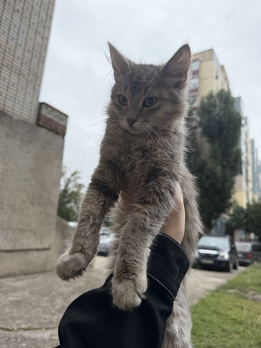 Котята ищут дом