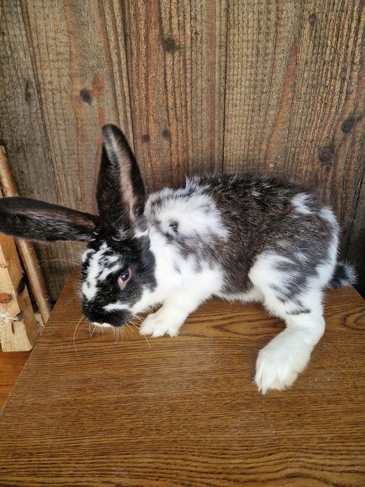 Sprzedam młodego samca srokacza