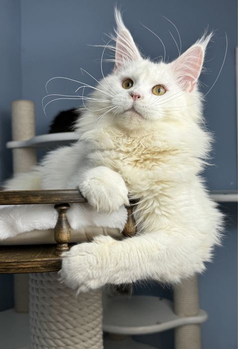 Девочка мейн кун белый окрас крупная элитная линия меховая