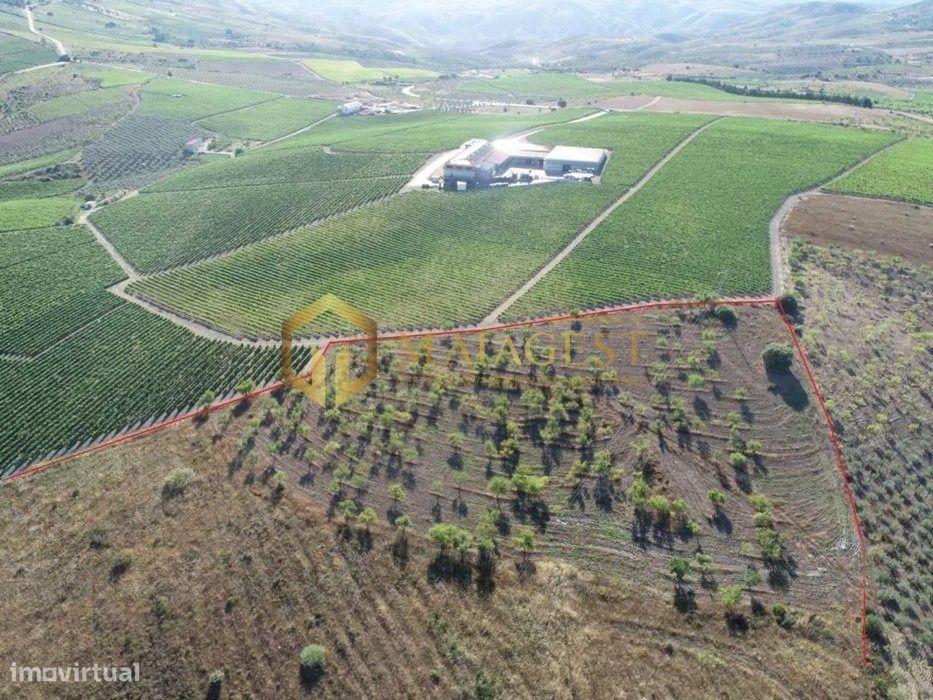 Terreno agrícola para produção de vinho em Freixo de Espada a Cinta