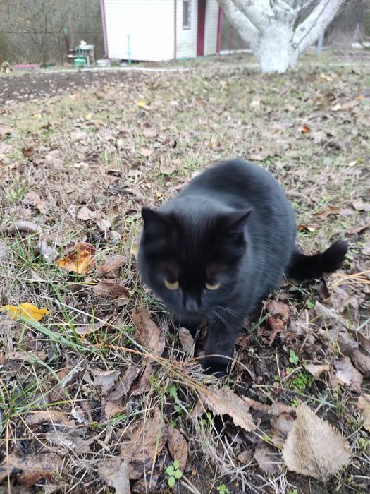 Молодая кошечка ищет дом и любящих хозяев.