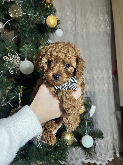 Мини Той пудель ред браун