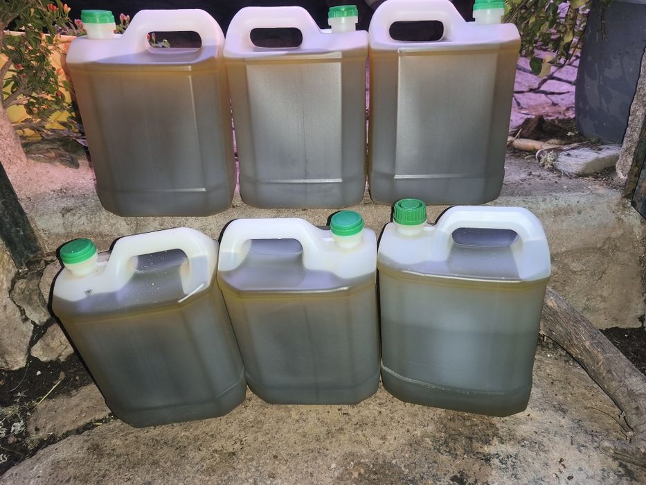 Azeite colheita de 2025