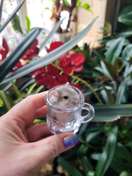 Хомячки джунгарские