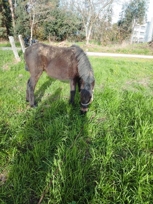 vendo ou troco poldra preta com 8 nesses