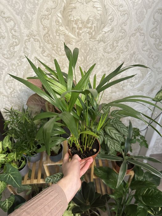 кімнатні квіти рослини