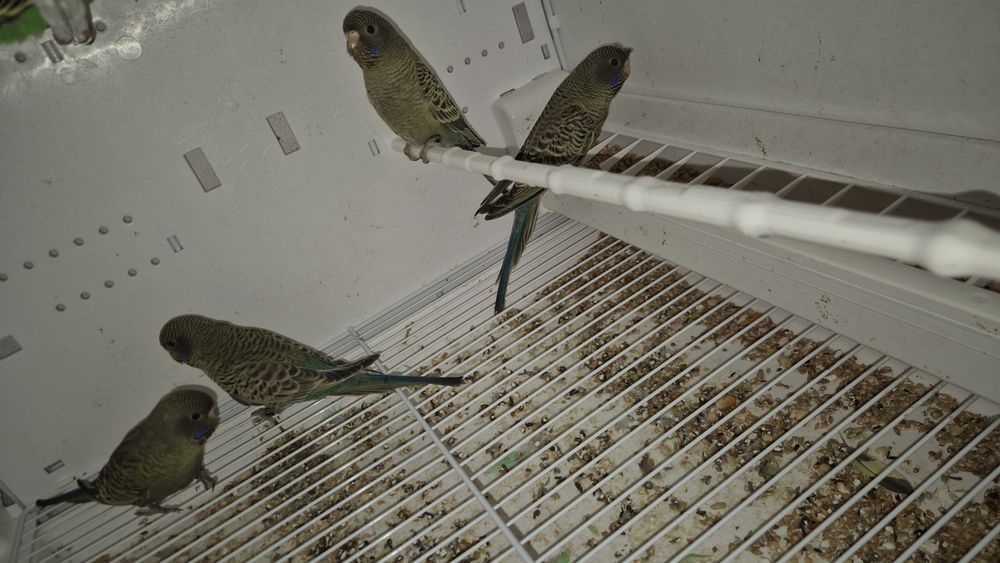 Periquitos blackface