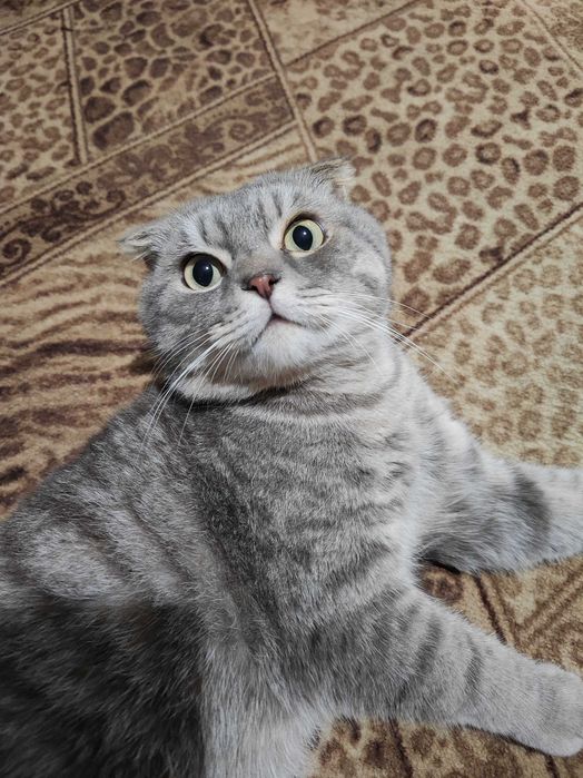 Шотландський вислоуха запрошує на в'язку