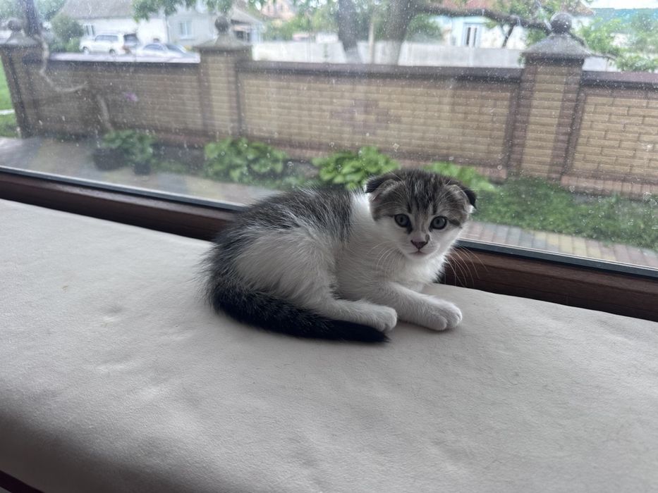 Продам  висловухих котиків